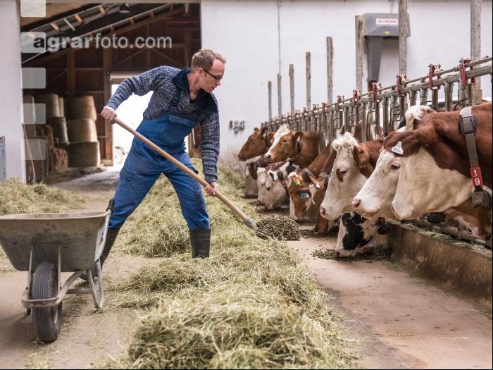 Grascobs Fütterung 33
