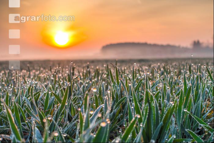 Sonnenaufgang Weizen 3