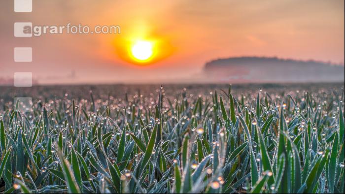 Sonnenaufgang Weizen 2