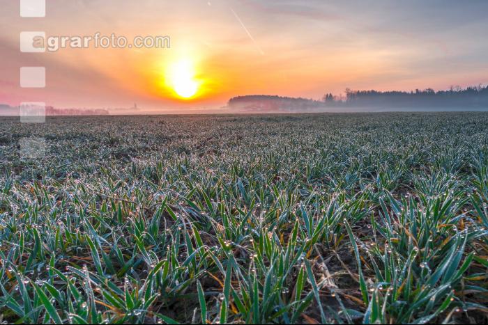 Sonnenaufgang Weizen 1