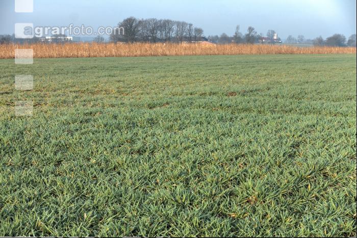 Gerste Bestockung 53