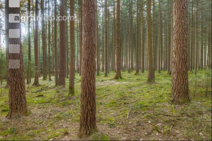 Lärchen im Nadelmischwald