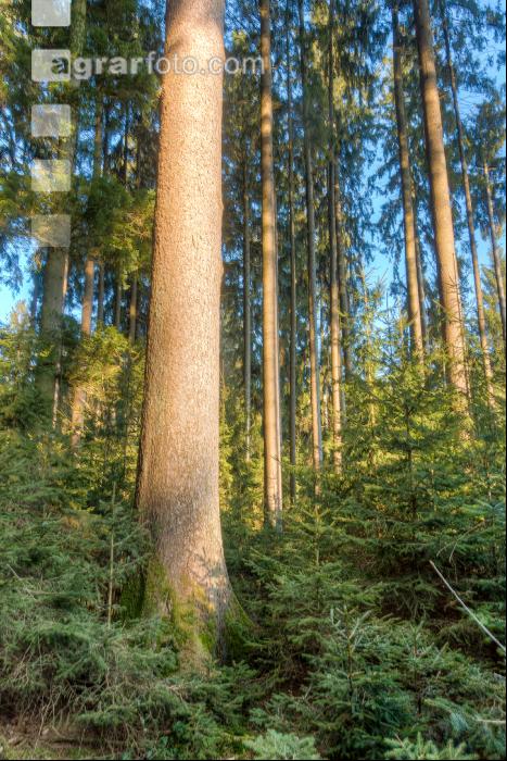 Fichtenwald 41