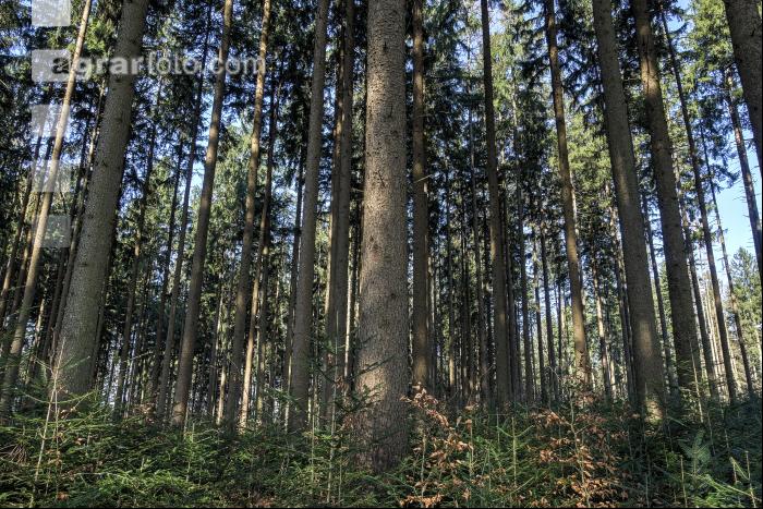Tannenwald 7