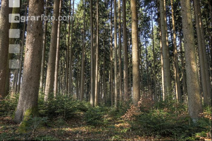 Tannenwald 8