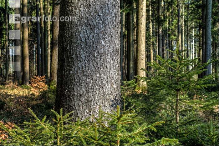 Tannenwald 16