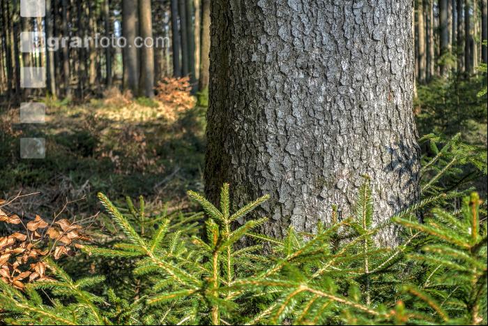 Tannenwald 17