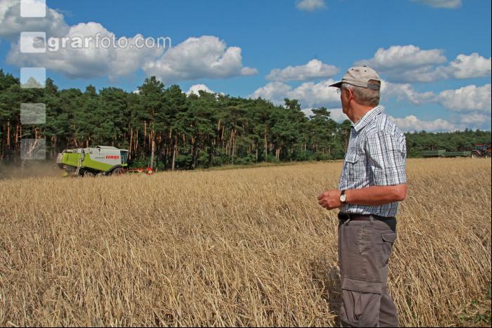 Roggen Ernte J 19