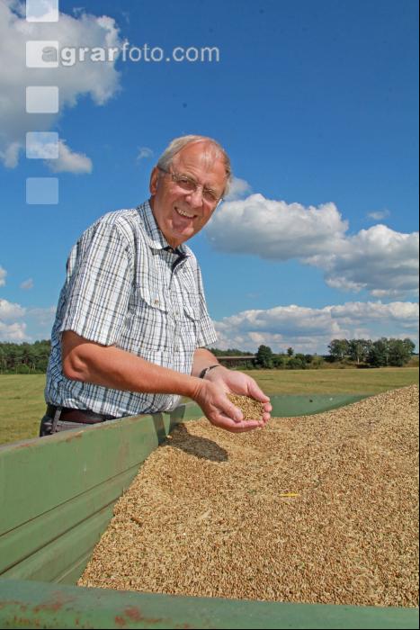 Roggen Ernte J 13