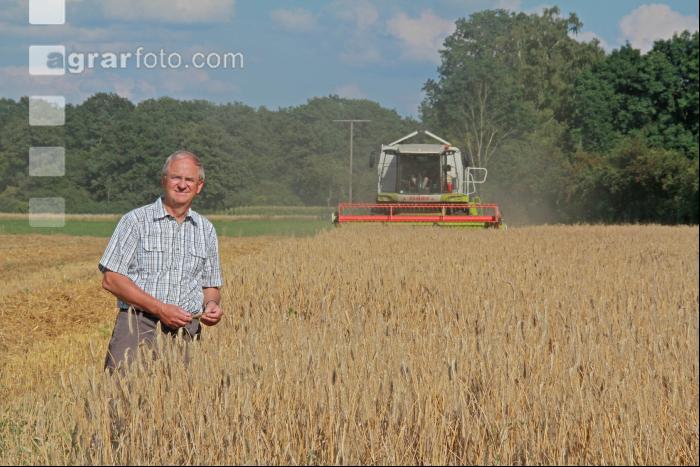 Roggen Ernte J 9
