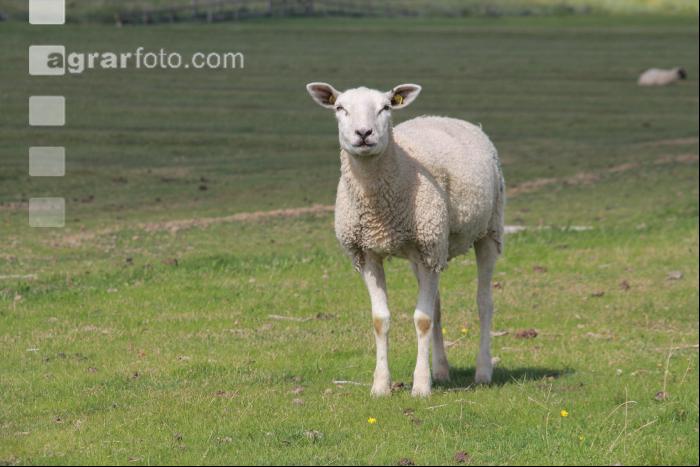 Deichschaf J 7