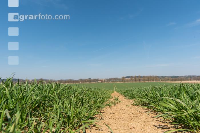 Weizen Ende Bestockung 1