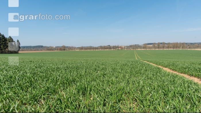 Weizen Ende Bestockung 2