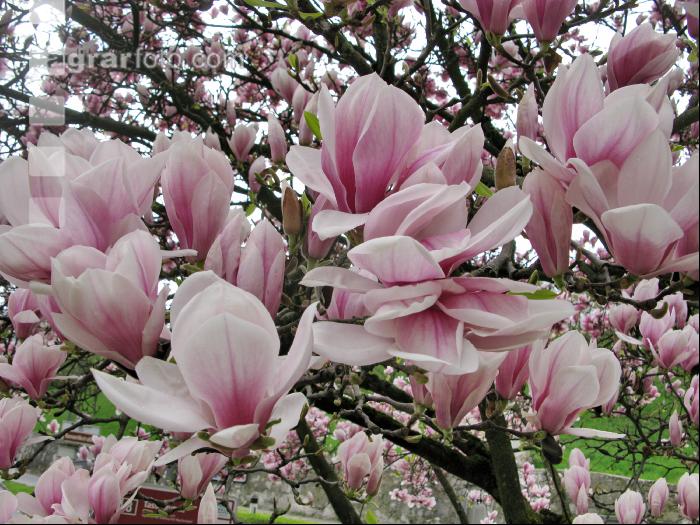 Magnolie 5