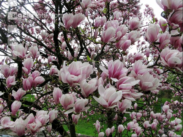 Magnolie 6