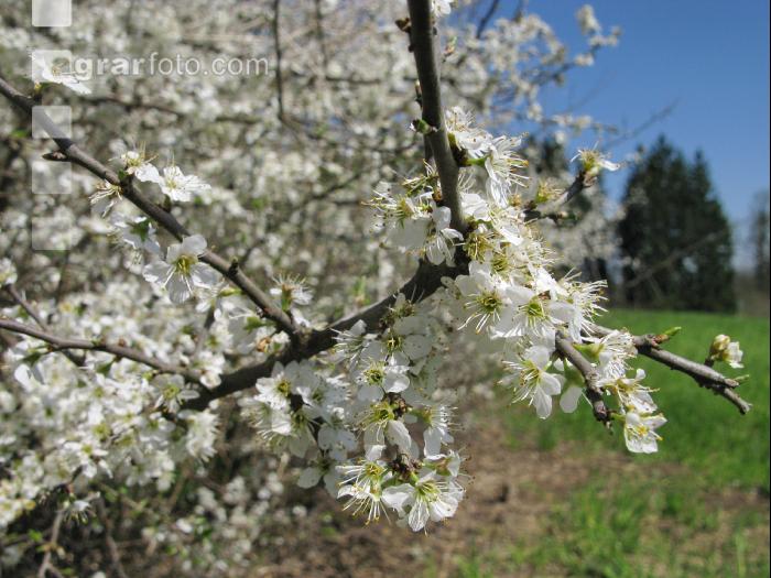 Schlehe Blüte 4