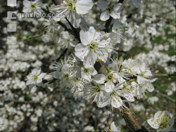 Schlehe Blüte 5