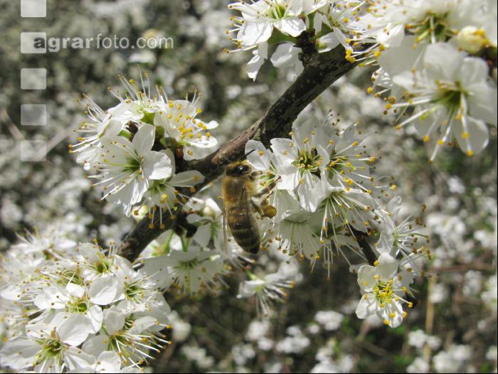 Schlehe Blüte 7