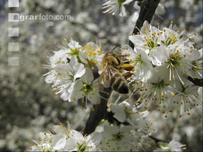 Schlehe Blüte 8