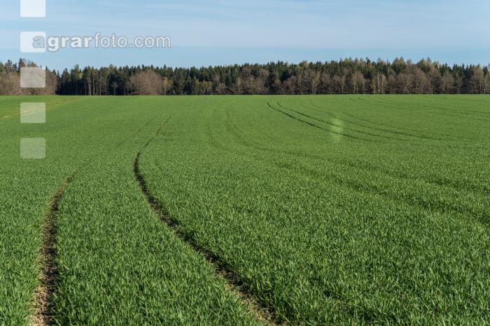 Weizen Ende Bestockung 3