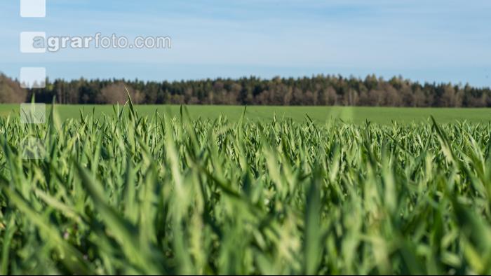 Weizen Ende Bestockung 6