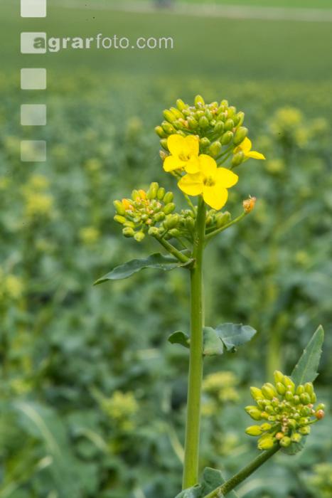 Raps erste Blüten