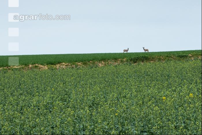 Rehe im Raps 