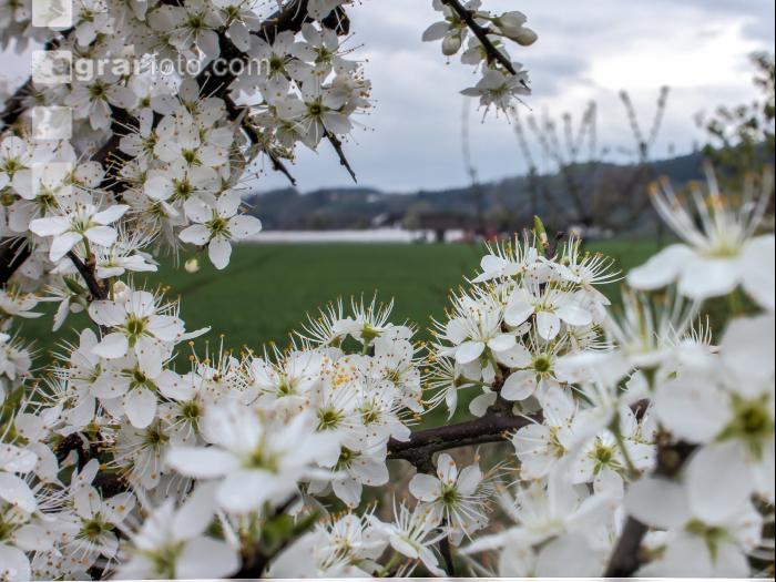 Schlehe Blüte 11