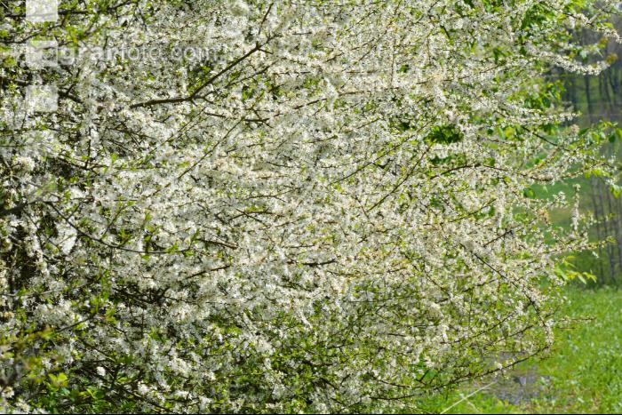 Schlehe Blüte 10
