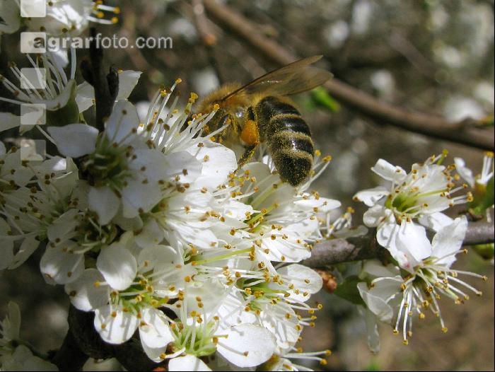 Schlehe Blüte 9