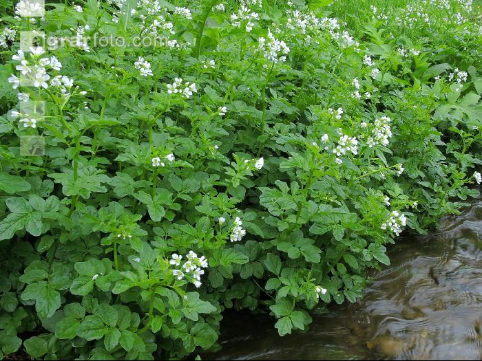 Brunnenkresse 9
