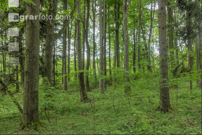 Buchenwald 18