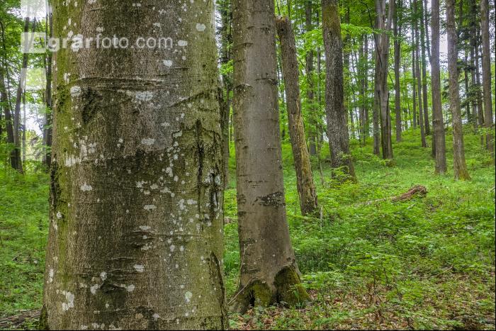 Buchenwald 19