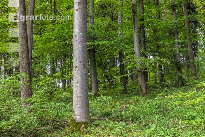 Buchenwald 21