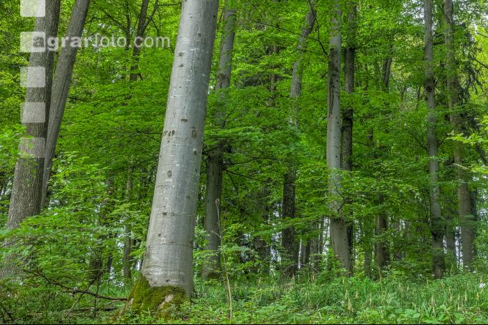 Buchenwald 22