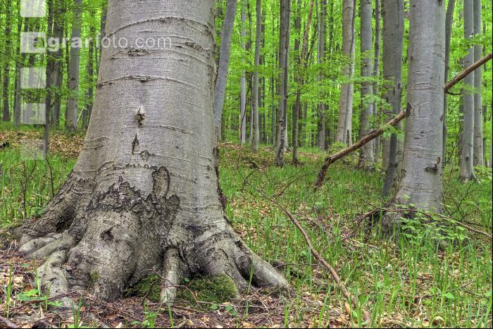 Buchenwald 31