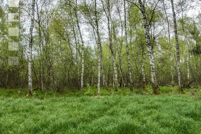 Moorwald 3
