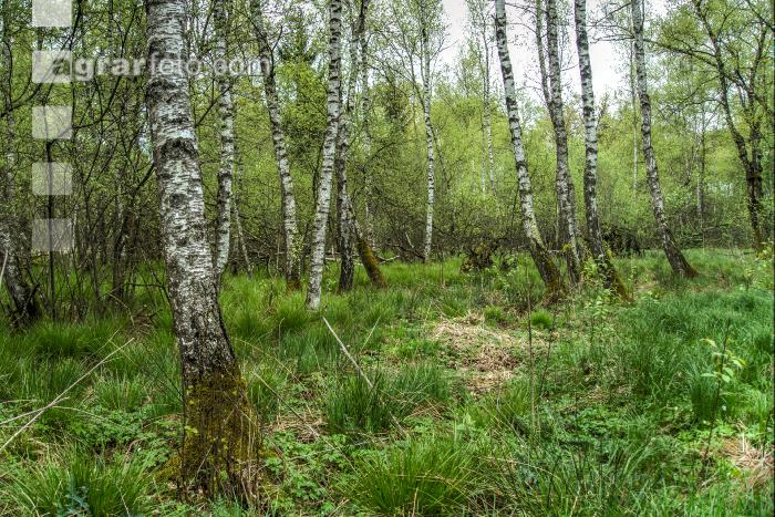 Moorwald 6