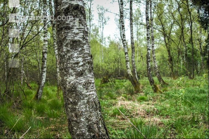 Moorwald 8