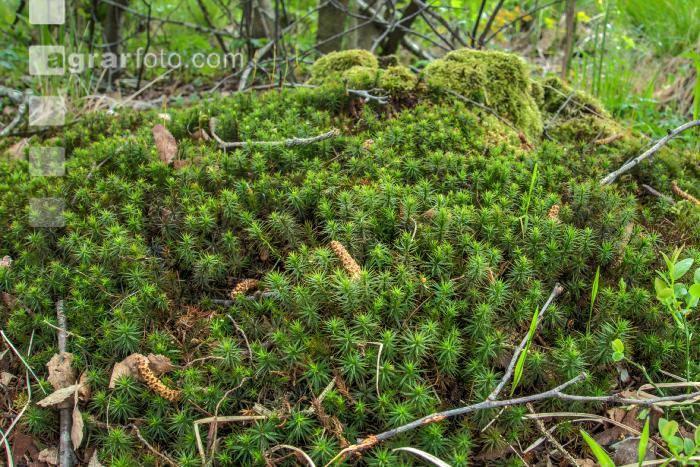 Moorwald 10