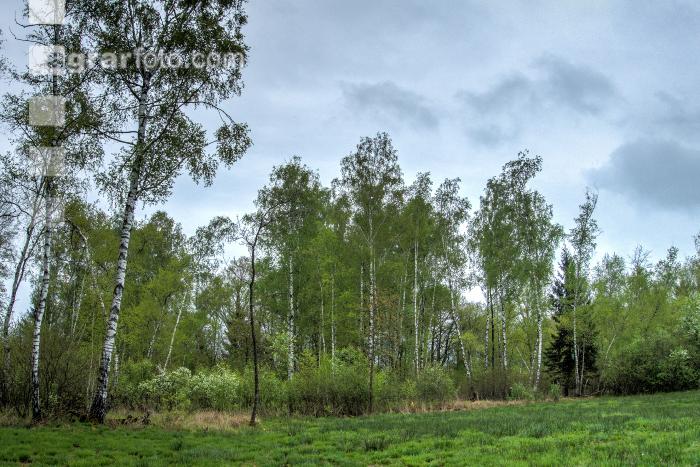 Moorwald 11