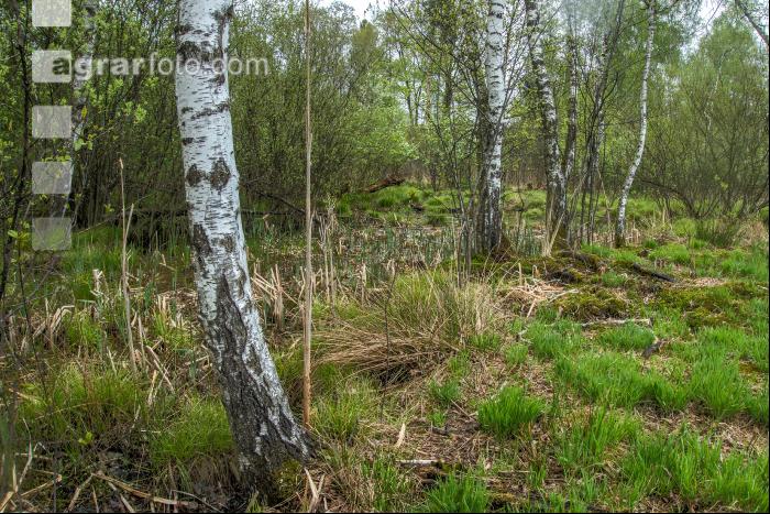 Moorwald 12