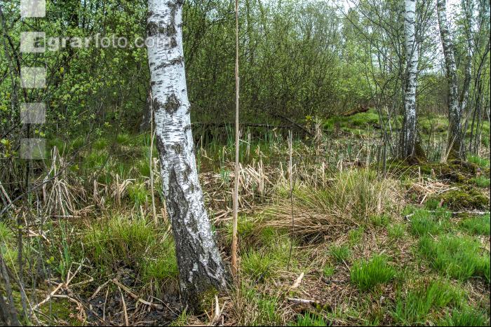 Moorwald 13