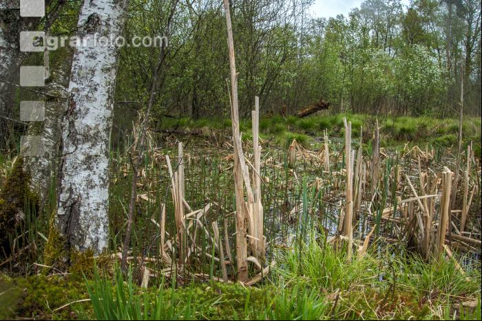 Moorwald 14