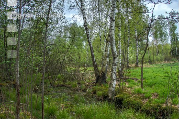 Moorwald 15