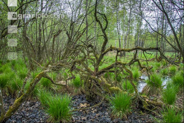 Moorwald 16