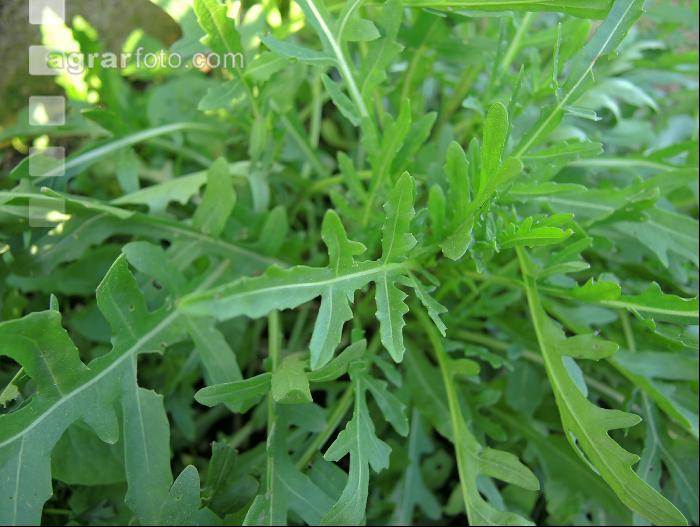 Rucola