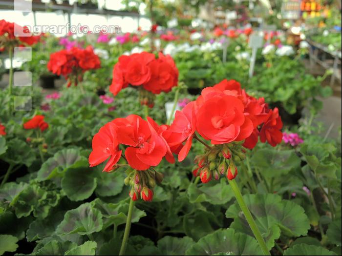 Blumenverkauf im Gewächshaus 1
