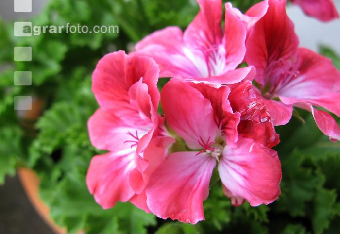 Englische Pelargonie 2