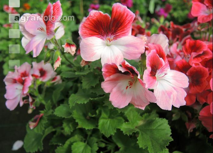 Englische Pelargonie 1